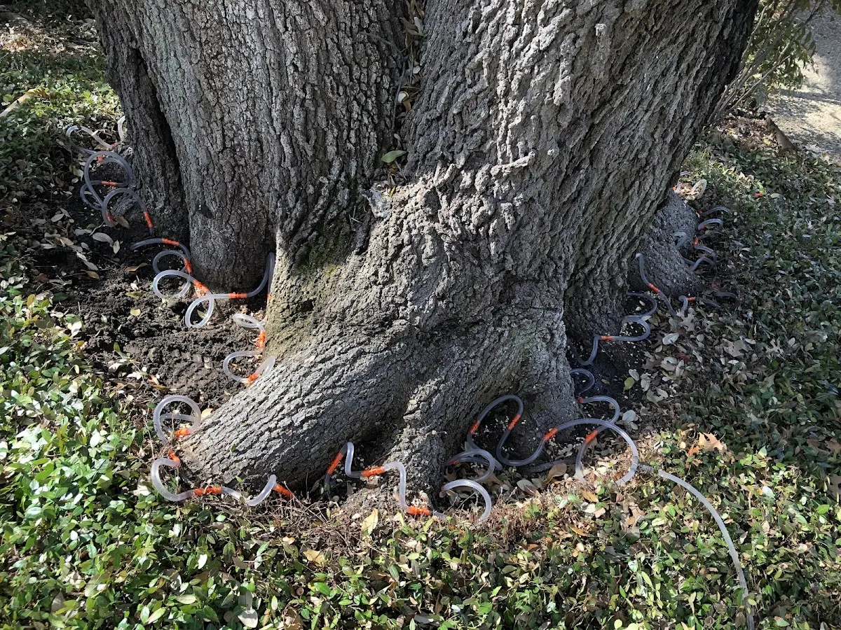 Detailed Tree Cabling and Bracing job site in Little Hocking
